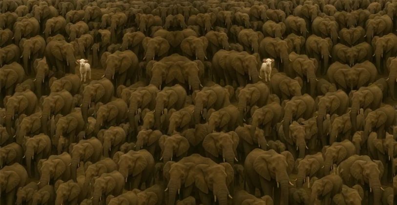 Dikkat Testi Rekor Kiriyor Sadece Yuzde 3Luk Kesim Fark Ediyor Fillerin Arasinda Gizlenen 3. Kuzuyu Bulan Dahidir 813X420