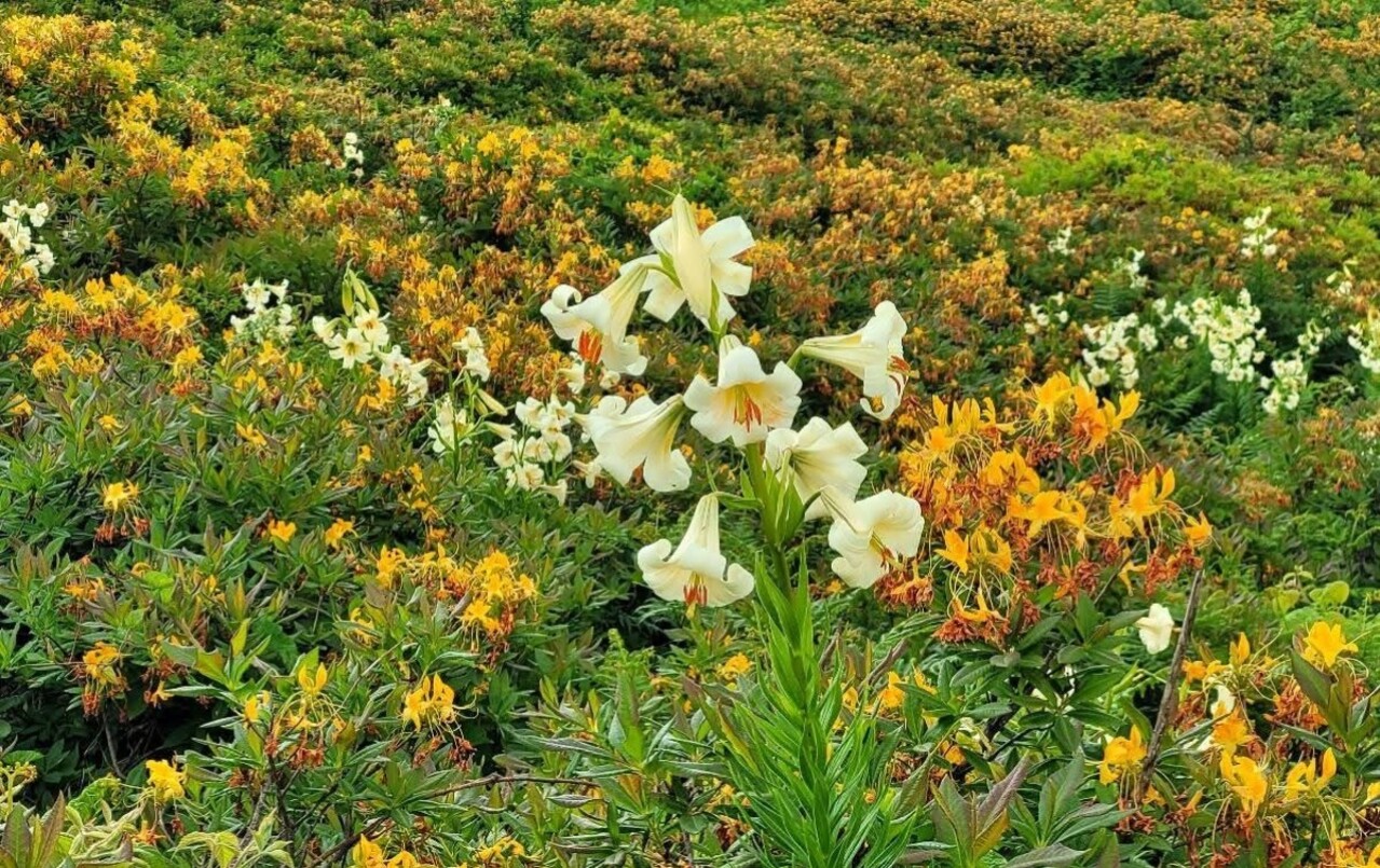 Gorunusu Aldatici Bedeli Agir 20 Gun Yasayan Guzellik Dokunmak Tam 245 000 Tl 44446