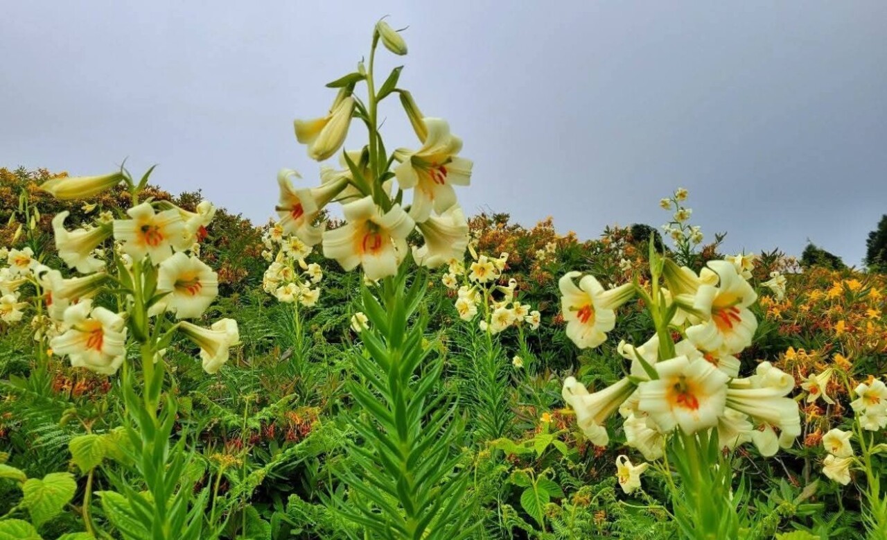 Gorunusu Aldatici Bedeli Agir 20 Gun Yasayan Guzellik Dokunmak Tam 245 000 Tl 64688