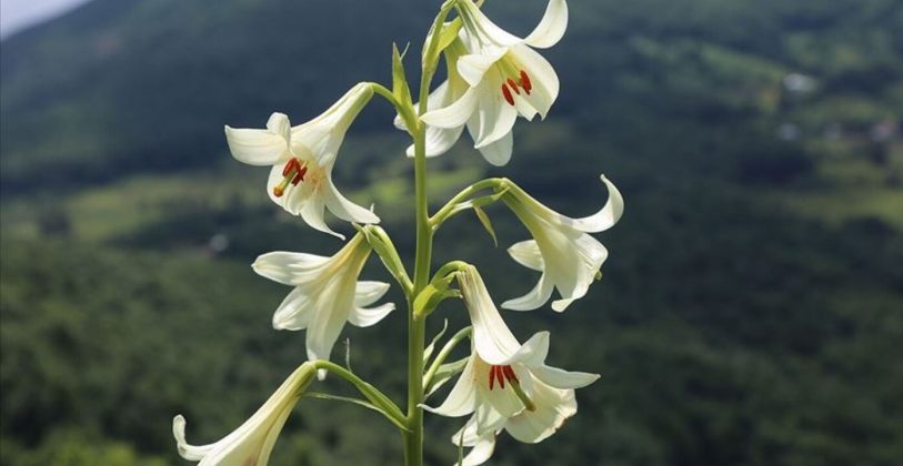 Gorunusu Aldatici Bedeli Agir 20 Gun Yasayan Guzellik Dokunmak Tam 245.000 T L 813X420