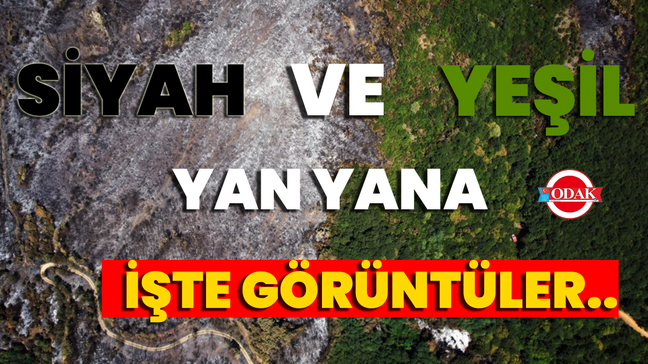 Siyah Ve Yeşil Yan Yana
