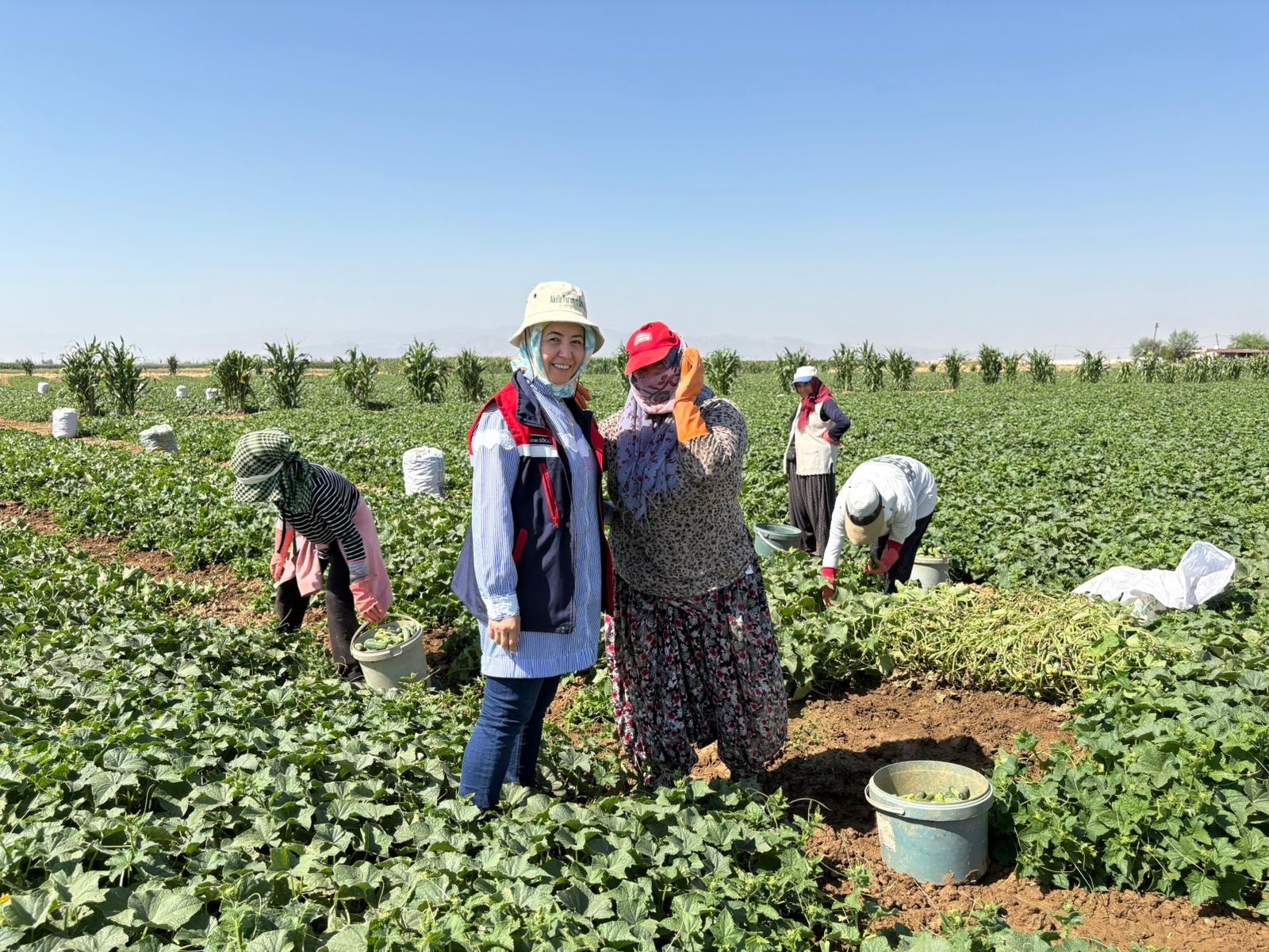 Afyonkarahi̇sar’da Korni̇şon Salatalik Hasadi Sürüyor 2