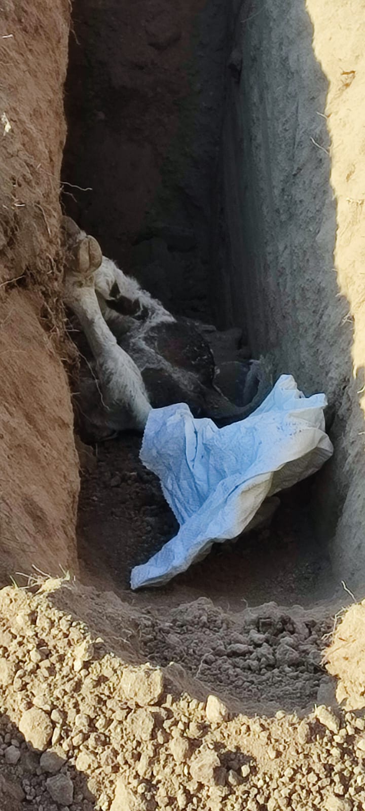 Başkan Çakir Hayvanlar Ölüyor, Çi̇ftçi̇mi̇z Zarar Edi̇yor Ama Yetki̇li̇ler Hâlâ Görmezden Geli̇yor3