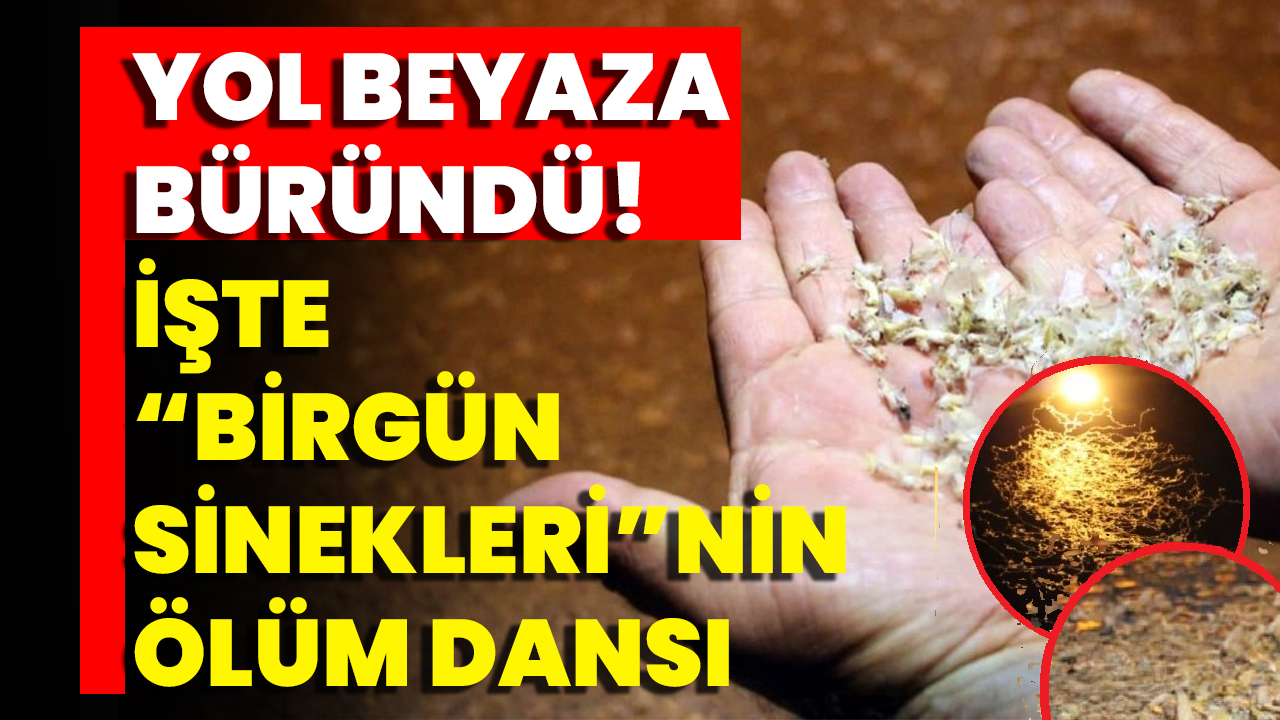 Yol Beyaza Büründü! İşte Birgün Sineklerinin Ölüm Dansı