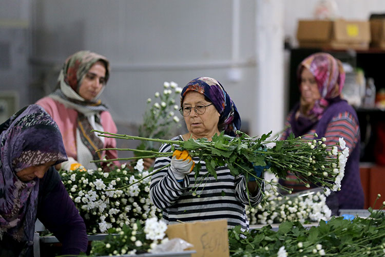 Çi̇çek Sektörü, İhracat Rekoruna Koşuyor 2
