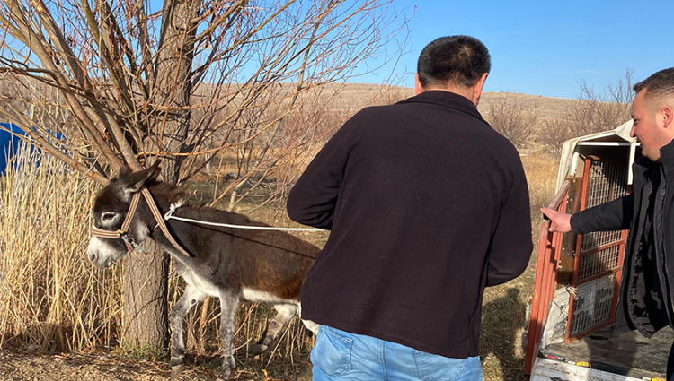 Şuhut’ta Yarali Eşek Yavrusu Hizli Müdahaleyle Kurtarildi (1)