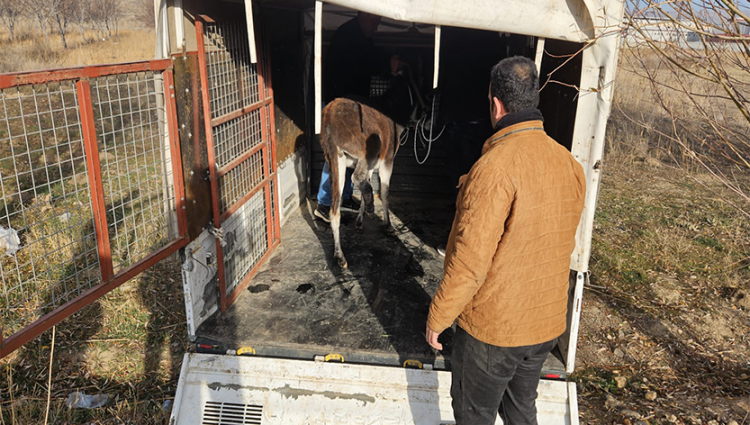 Şuhut’ta Yarali Eşek Yavrusu Hizli Müdahaleyle Kurtarildi (2)