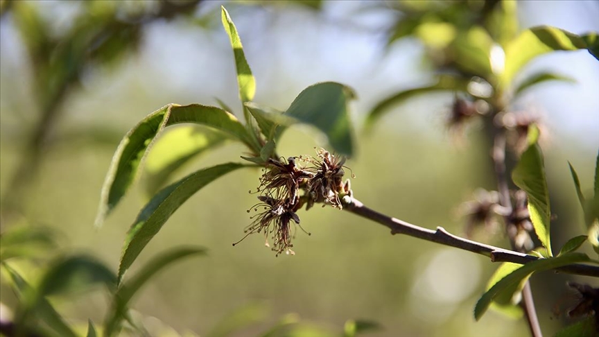 Thumbs B C B9D5274103610966158F3E1B3730E882