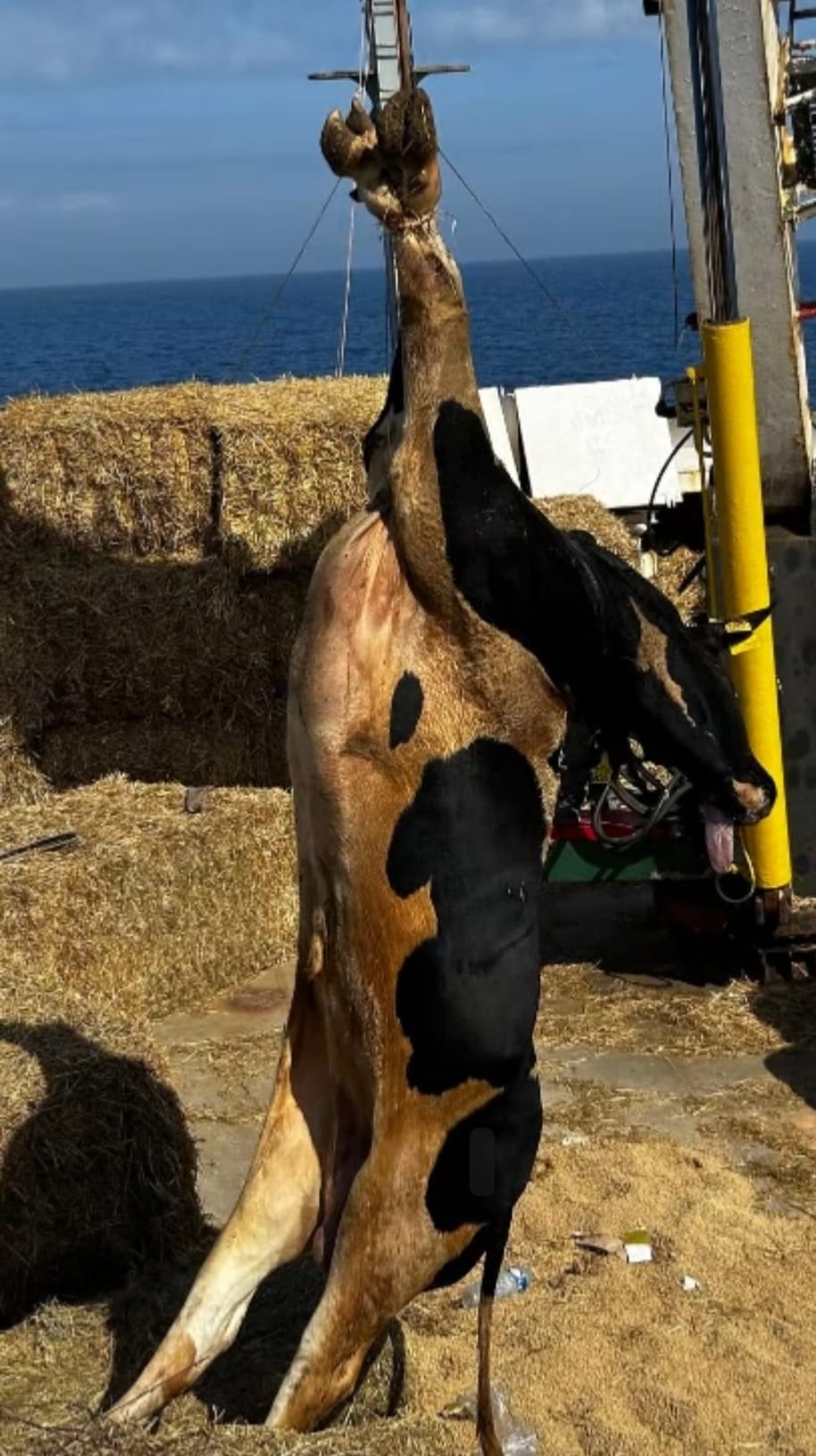 İyi̇ Parti̇’den Hastalikli İthalat İsyani “Türk Hayvanciliği Çökerti̇li̇yor!” (1)