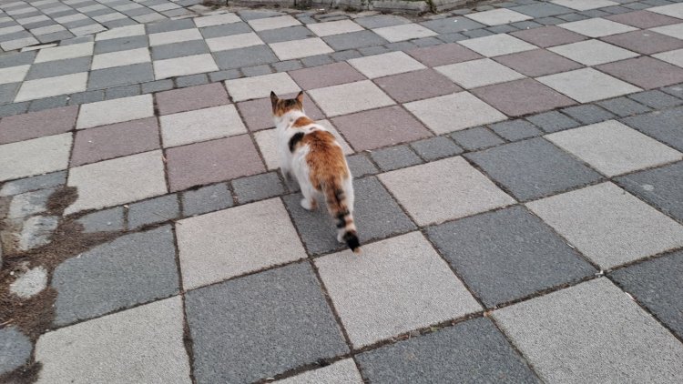 Küçük Bi̇r Can, Büyük Bi̇r Müdahale Şuhut’ta Yürek Isitan Anlar (2)