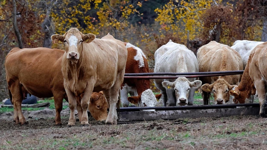 Thumbs B C 79Ea6Be77398241D46Defb2346Fac436