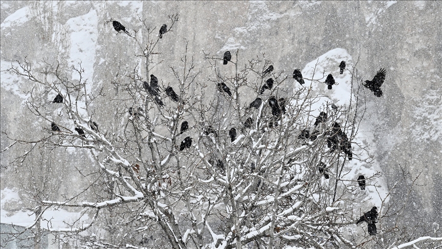 Thumbs B C 7Cb10Ff32F7B4Ba5A7B15A7Af23421A5