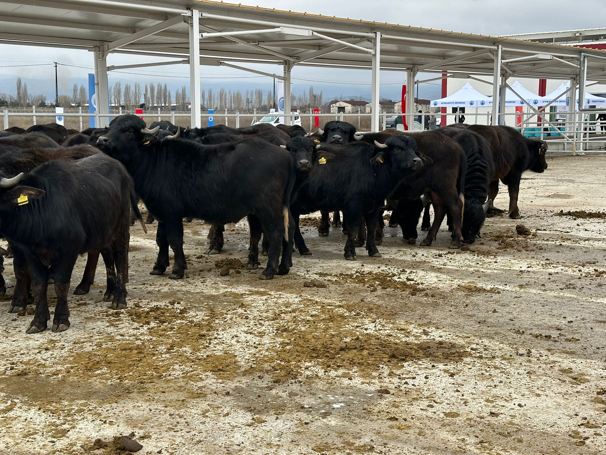 Whatsapp Image 2026 02 23 At 11.59.31 (1)