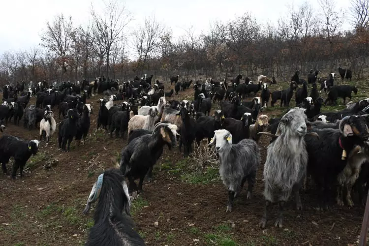 2 O Gb X 1775727935 8243 W750 H500