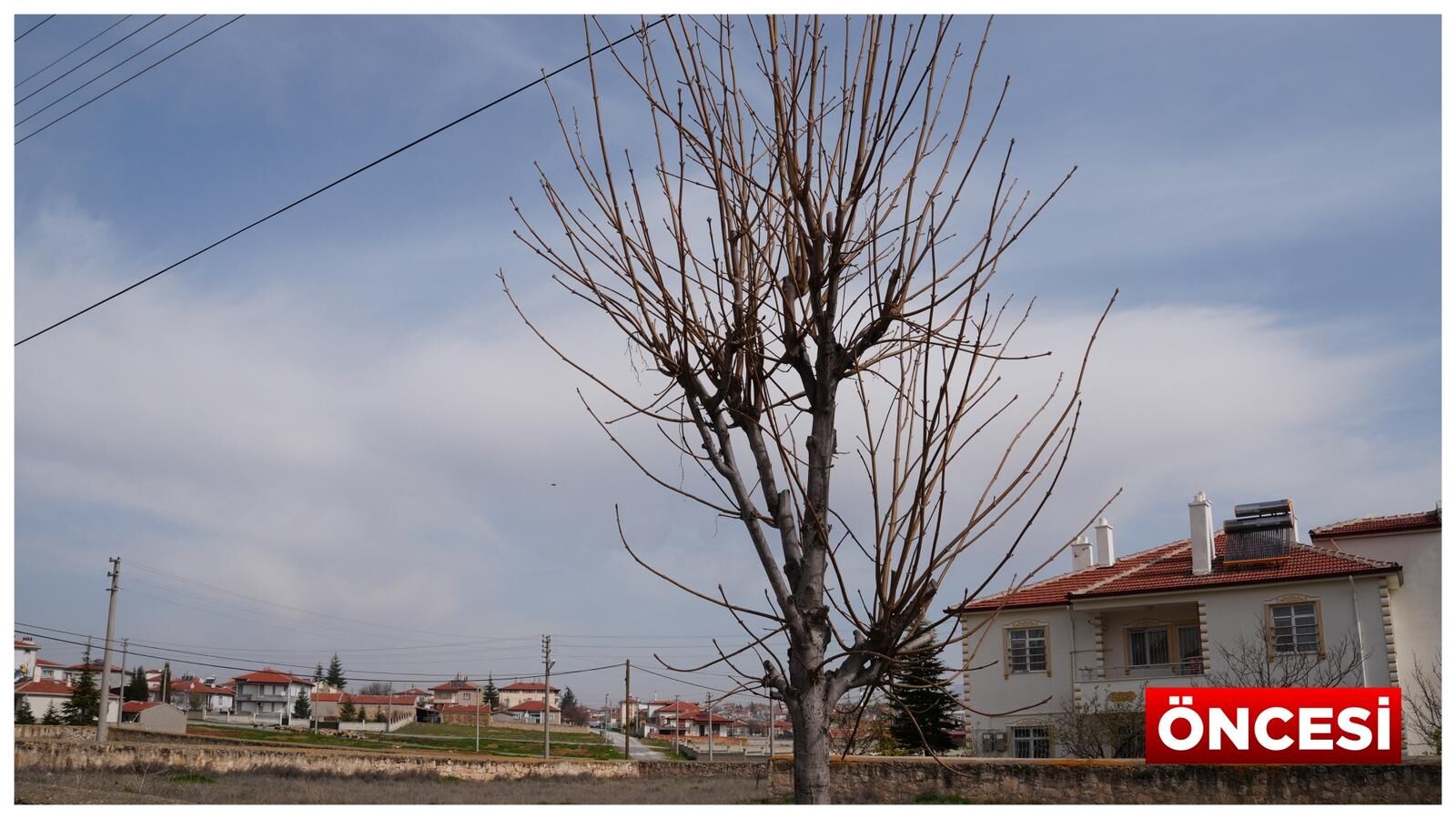 Müslümana Mahallesi̇’nde Ağaç Budama Çalişmalari Sürüyor (2)
