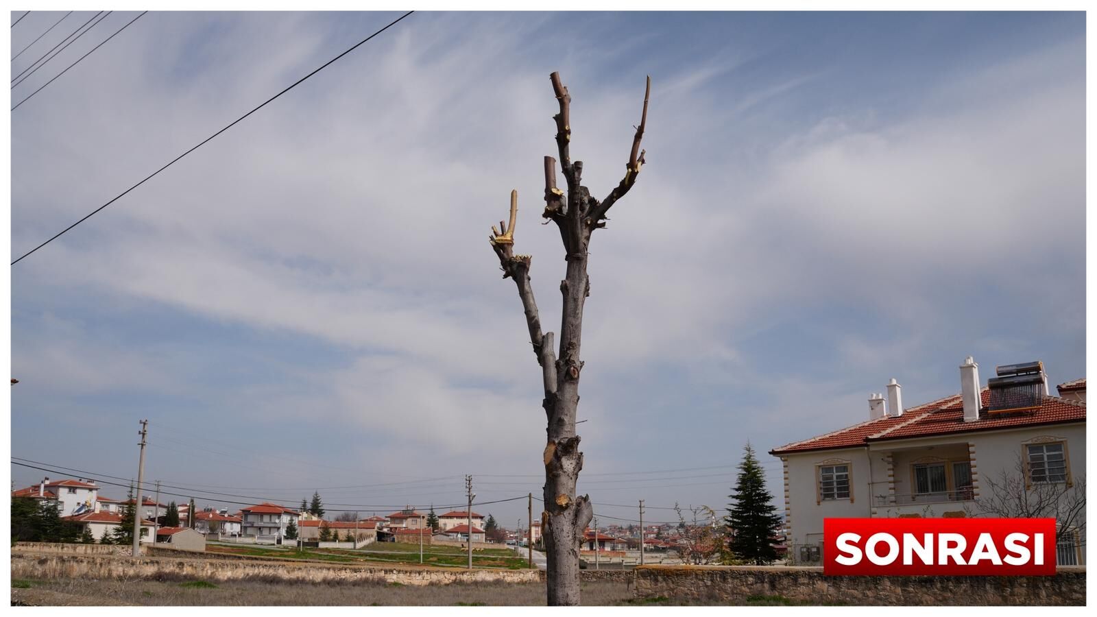 Müslümana Mahallesi̇’nde Ağaç Budama Çalişmalari Sürüyor (5)