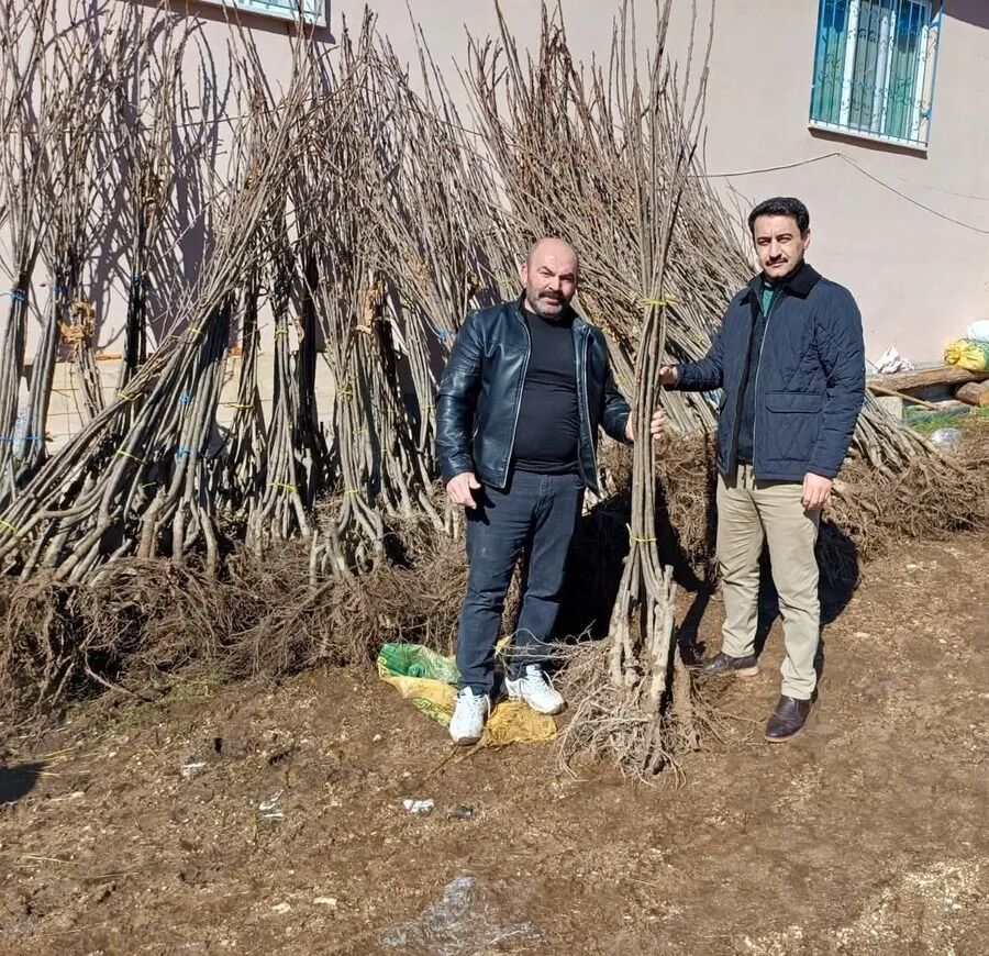 Şuhut’ta Kestane Fidanları Toprakla Buluştu (2)