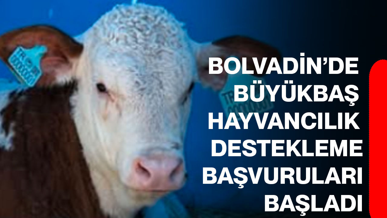 Bolvadin’de büyükbaş hayvancılık destekleme başvuruları başladı