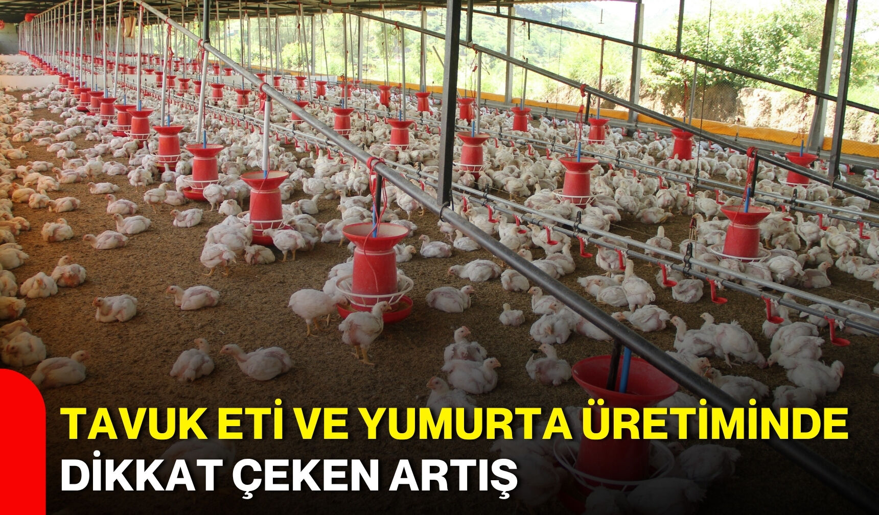 Tavuk eti ve yumurta üretiminde dikkat çeken artış