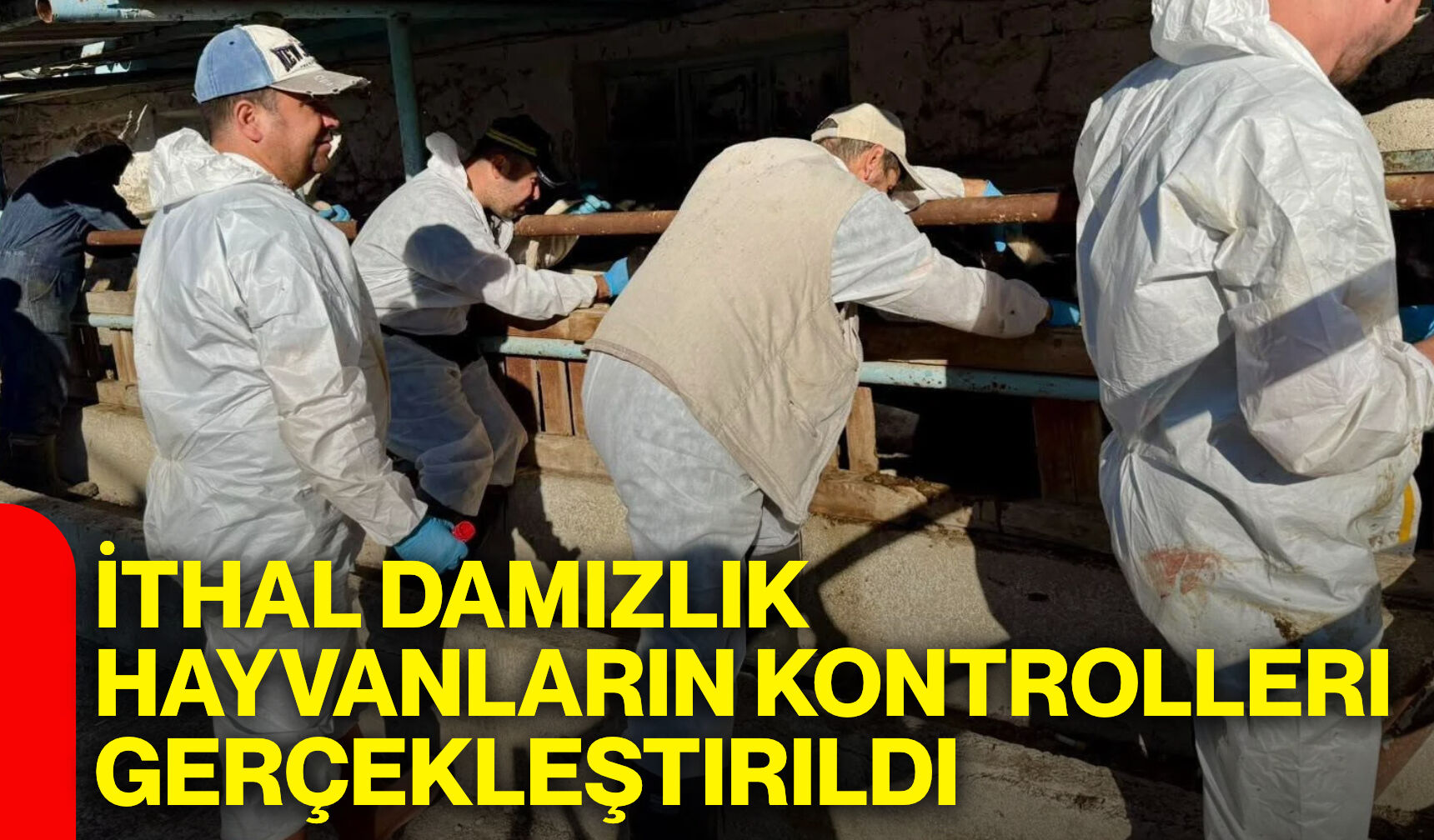 İthal damızlık hayvanların kontrolleri gerçekleştirildi