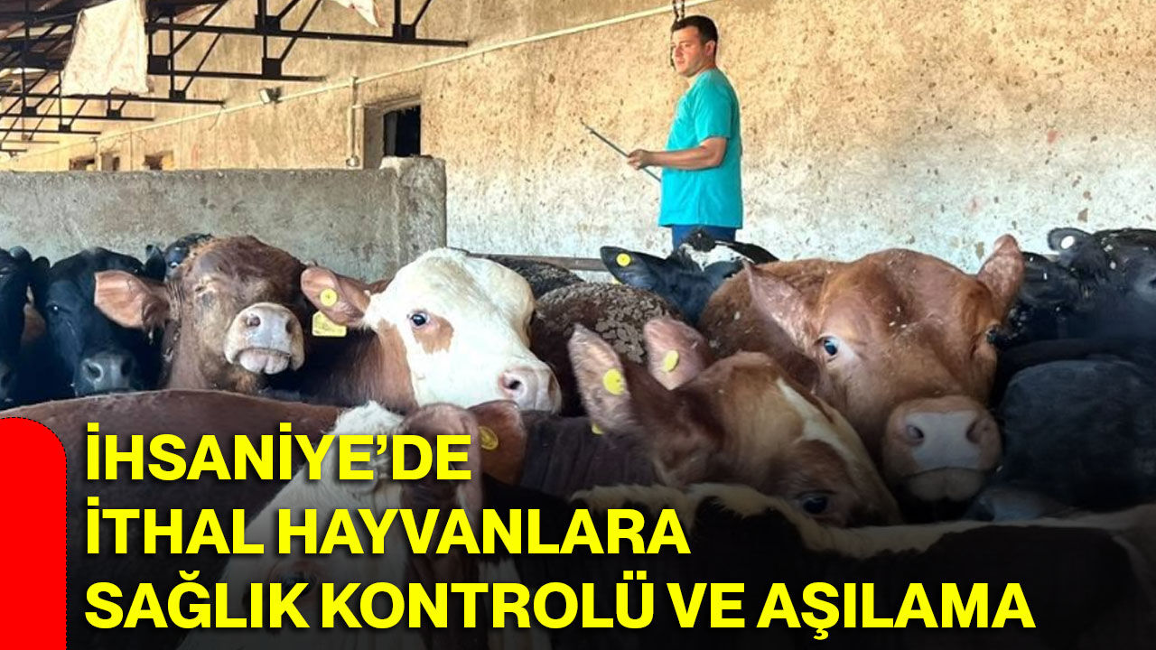 İhsaniye’de ithal hayvanlara sağlık kontrolü ve aşılama