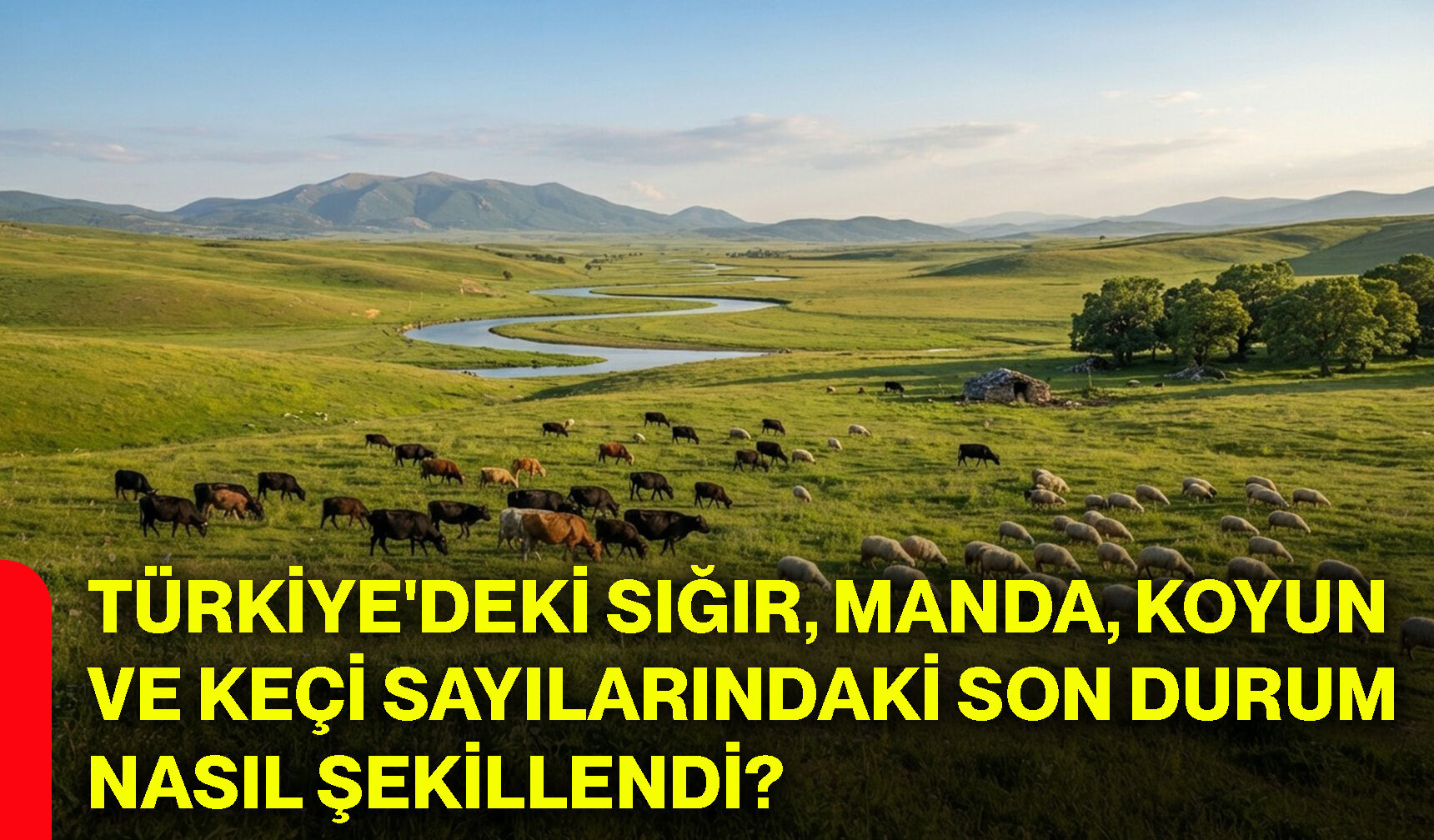 Türkiye'deki sığır, manda, koyun ve keçi sayılarındaki son durum nasıl şekillendi?