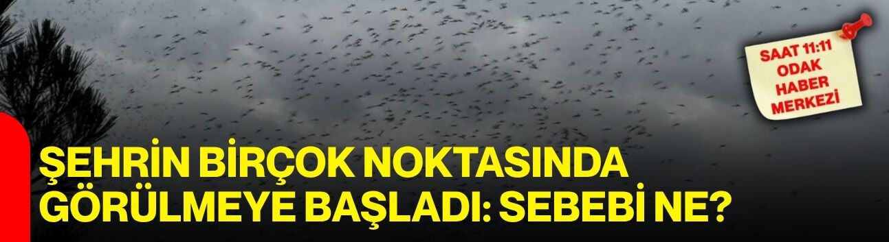 Şehrin birçok noktasında görülmeye başladı: Sebebi ne?
